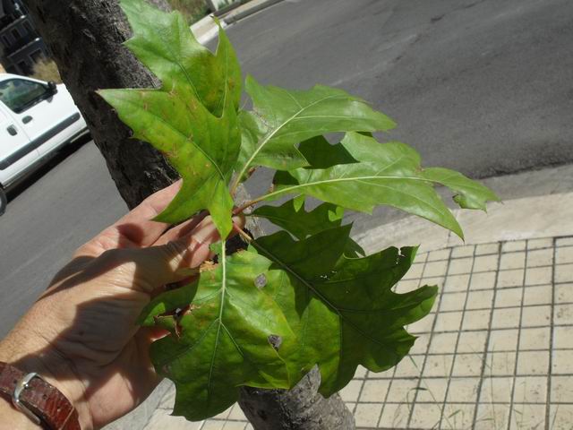 Quercus rubra